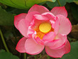 full framed large pink lotus bloom
