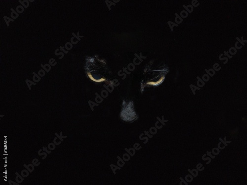 amber eyes black cat