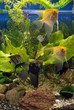 aquarium 2