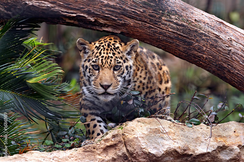 Ready To Pounce