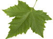 feuille de platane_4296 feuille de platane_4296