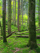 forêt automne forêt automne