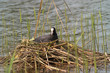 Foto: bläßhuhn bläßhuhn