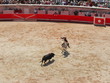 corrida à cheval lors de la feria de nimes corrida à cheval lors de la feria de nimes