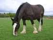 shire horse