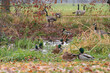 duck duck goose