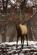 elk bull 2