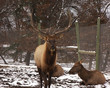 elk male and female