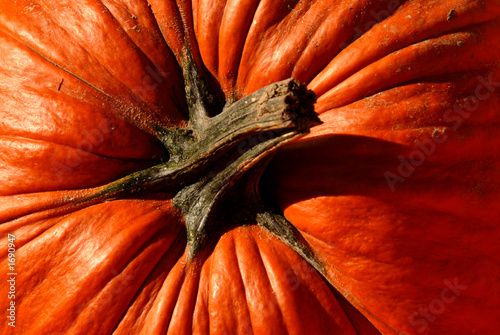 Photo: pumpkin top pumpkin top
