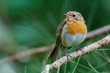rouge gorge
