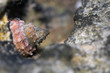 closeup of a snail