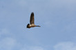 flying goose