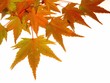 herbstlaub