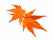 herbstlaub