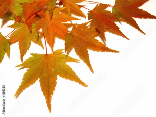 herbstlaub