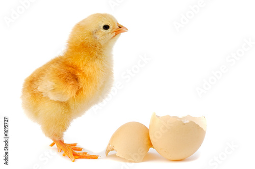 adorable baby chick