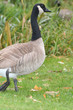 goose leaving