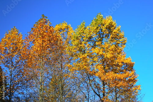 Photo: shades of fall colors 2 shades of fall colors 2