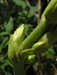 macro detail of a budding plant