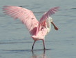 roseate spoonbill landing