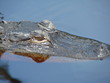 gator snout