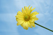 yellow flower