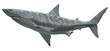 great white shark