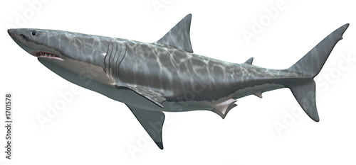 Illustration: great white shark great white shark