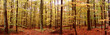 herbstwaldpanorama