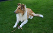 tricolor collie auf dem rasen