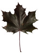 black maple leaf