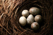 nest