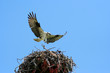 Photo: osprey 8 osprey 8