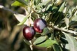 fruits 032