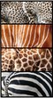 animal skin structure