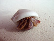 crab crab