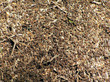 ant hill