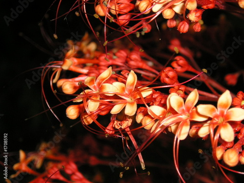 Photo: close up red flowers with long stamens close up red flowers with long stamens