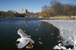 birds flying in central park