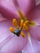 coeur de fleur