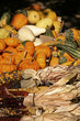 holiday corn and pumpkins