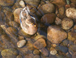 sitting duck