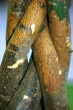 3 tree