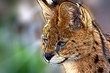 jeune lynx