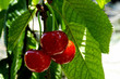 ripe sweet cherry