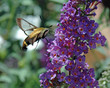 hummingbird moth hummingbird moth