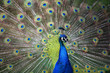 pfau