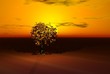golden  tree