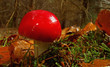 fliegenpilz