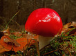 fliegenpilz
